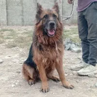 سگ ژرمن شپرد