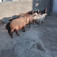 میش‌وبره افشاری