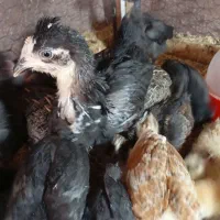 مرغ خروس نیمچه