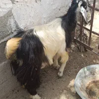 گوسفند ماده اپوس هستش