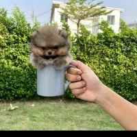 ۰۹۱۸ ۸۰ ۹۰ ۵۶۷