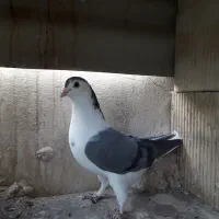 دمگیر سینه پاک بدرنگ