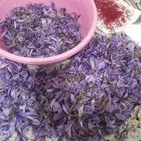 زعفران تازه|خوردنی و آشامیدنی|اهر, |دیوار