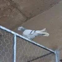 سوسنی دم سفید