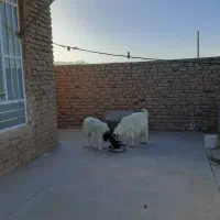 فروش بز وگیسه
