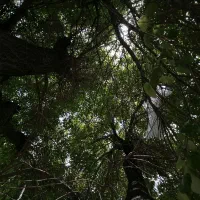 باغ
