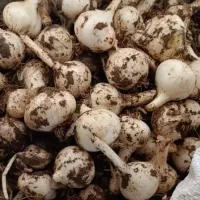 خریدار موسیر وسیروحشی