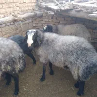 شیشک قوچ شالی|حیوانات مزرعه|ضیاء آباد, |دیوار