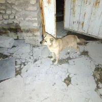 سرپرستی حیوان  پاکوتاه درسلامت کامل واکسن زده|سگ|دورود, |دیوار