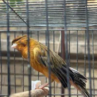 قناری سرخ|پرنده|شیراز, لاله|دیوار