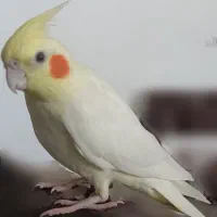 عروس هلندی لوتینو ماده|پرنده|طبس, |دیوار