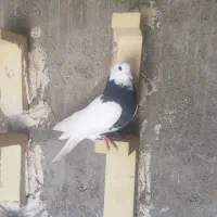 طوق سیاه فروشی