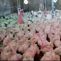 BUT6 گوشتی