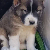 توله الابای در گلستان|سگ|کرمان, |دیوار