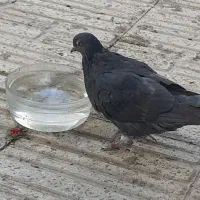 دو جفت کبوتر دوتا سیاه یکی سورور و یکی قرمز شازده|پرنده|نیر (اردبیل), |دیوار