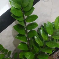 گل زاموفیلیا