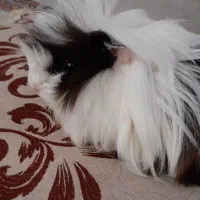 خوکچه هندی نر