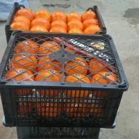 فروش پرتغال صادراتی لوکس