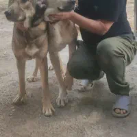 دوتا سگ گمشدن