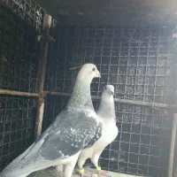 کفتر