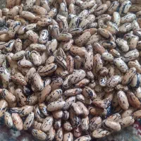 پاچ باقلا محلی تازه خشک شده درشت مخصوص کاشت|خوردنی و آشامیدنی|بندر انزلی, طالب آباد|دیوار