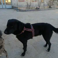 فروش سگ نگهبان