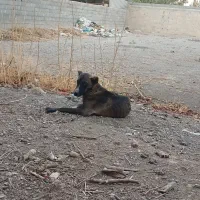 واگزاری سگ نگهبان نر