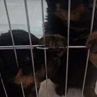 توله روتوایلر|سگ|فردیس, سرحدی|دیوار