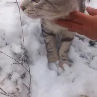 گربه|گربه|گنبد کاووس, |دیوار