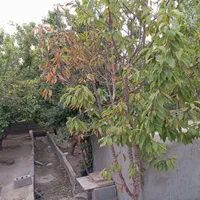 فروش زمین ۱۲۰۰ متری در راران|فروش زمین و ملک کلنگی|اصفهان, راران|دیوار