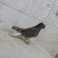 کوهی دمپاک شکلاتی نر مست دوری
