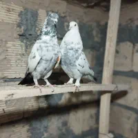 کفتر عتیقه|پرنده|معصومیه, |دیوار