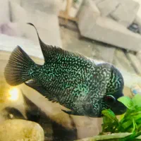 ماهی فلاور بالغ هد دار خوشرنگ|ماهی|پاکدشت, پاکدشت (مامازند)|دیوار