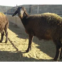 بره ماده هترو (دوقلو زا)