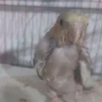 عروس هلندی گمشده