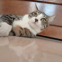 حیوانات خانگی|گربه|اندیشه, شهرک مریم|دیوار