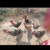 بوقلمون