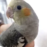 عروس هلندی سینامون نر