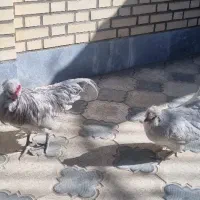 تخم و جوجه مرغ اراکانا امریکانا تخم آبی|حیوانات مزرعه|کرج, استاندارد|دیوار