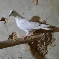 کبوتر المانی