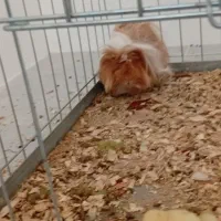 خوکچه هندی|موش و خرگوش|زرند, |دیوار