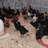جوجه دورگه گلپایگانی و محلی|حیوانات مزرعه|جم, |دیوار