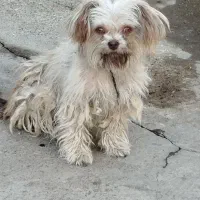 آروم و بازی گوش وباهوش