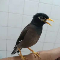 مینا سخنگو|پرنده|پاکدشت, پاکدشت (مامازند)|دیوار