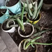 آلوورا آلوئه ورا