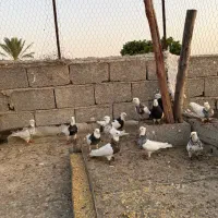طوقی|پرنده|بوشهر, |دیوار