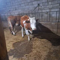 فروش سه عدد گاو شیری سیمینتال همراه گوساله شکم اول|حیوانات مزرعه|میانه, |دیوار