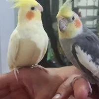 عروس هلندی نر و ماده مولد