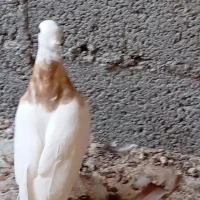 طوق زرد نر هنوز پر ریزی نکرده شهر گله دار|پرنده|مهر, |دیوار