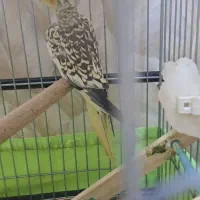 عروس هلندی۳ ماهه کینگ سایز مرواریدی فوری فروشی